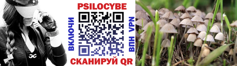 где найти   Славск  Псилоцибиновые грибы Cubensis 